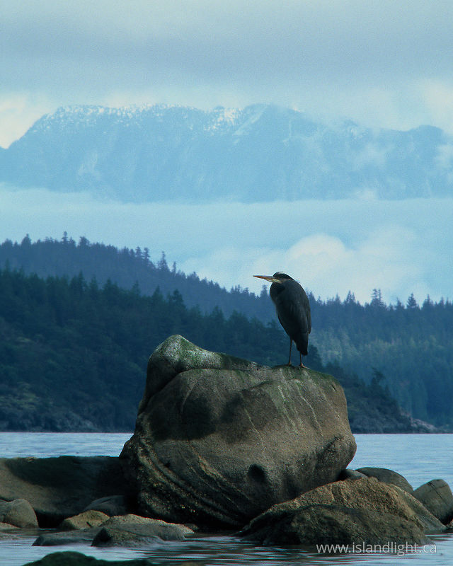   Blue Heron photo