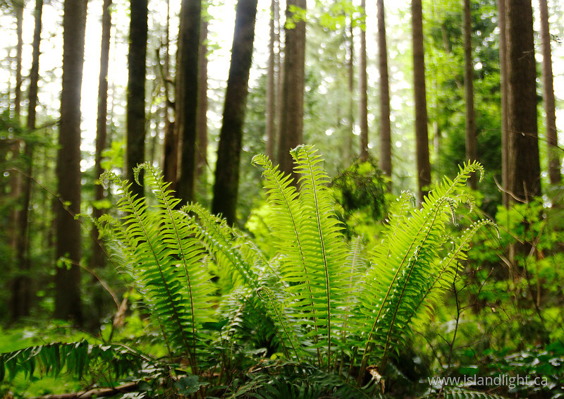   Forest photo