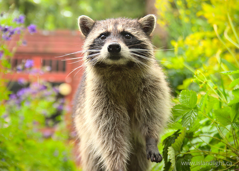  Raccoon photo