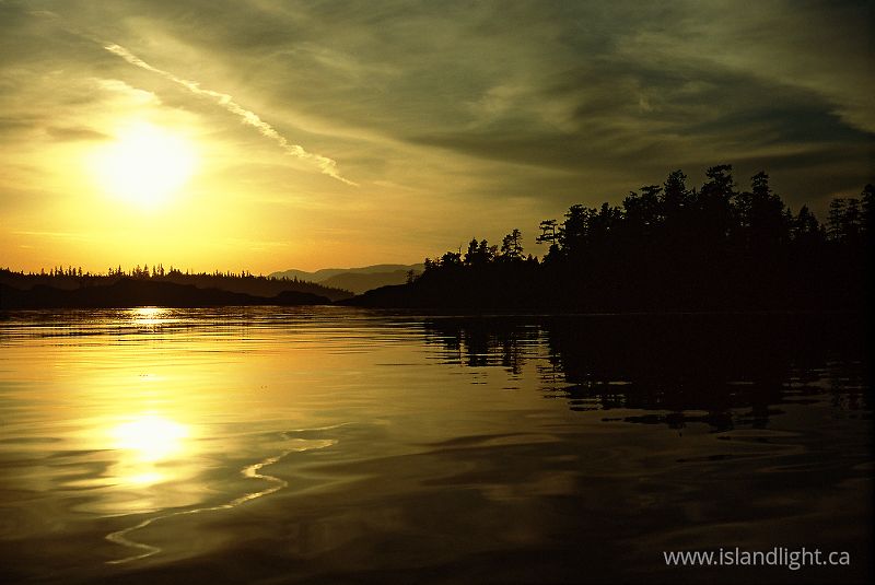 Cat Islands In Gold -   photo