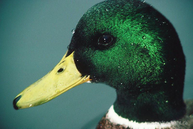 Mallard Portrait - Vancouver Duck photo