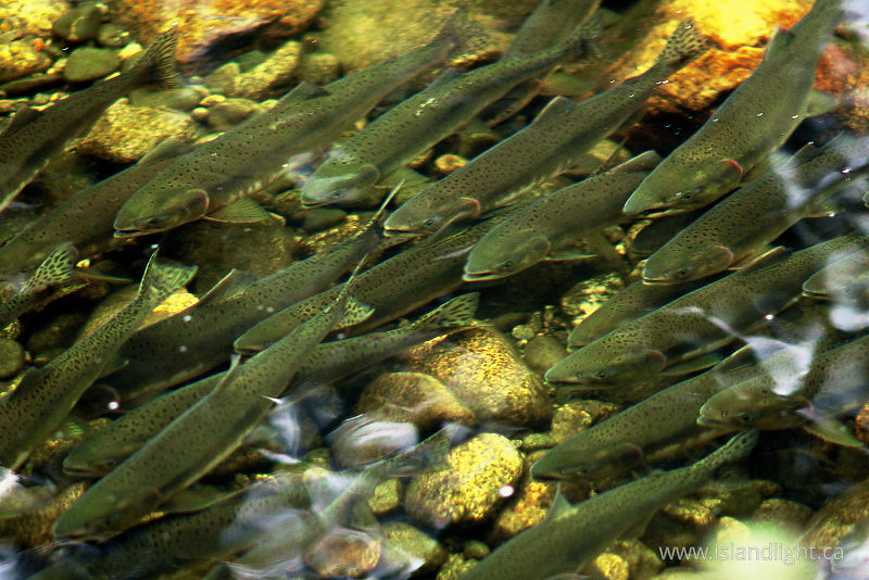   Salmon photo
