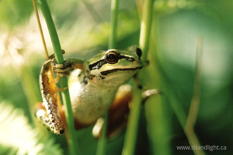   Tree Frog photo