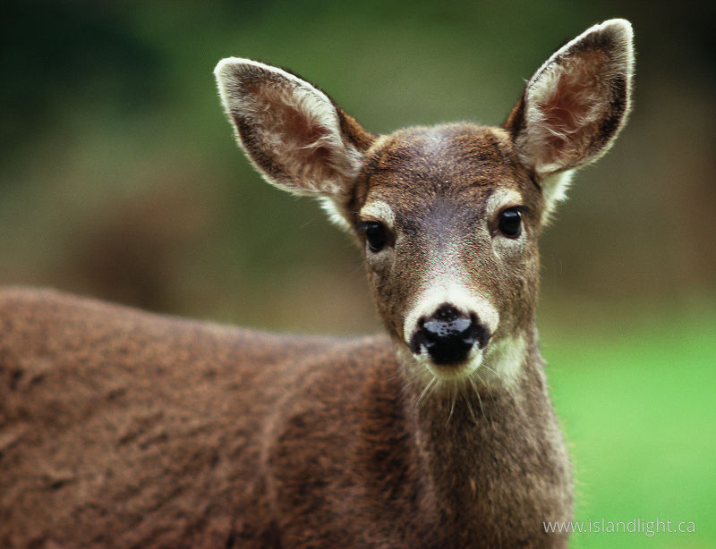 Hi! -   photo