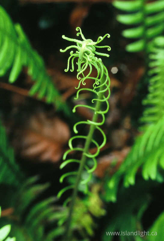 Young Fern Uncurling -   photo