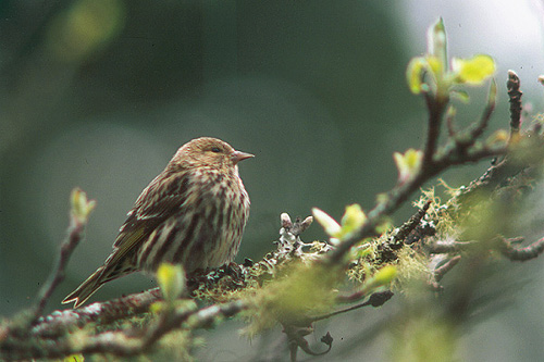 Bird photo from  Cortes Island, BC Canada.
