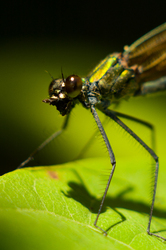 Dragonfly - Dragonfly photo from  Aillevillers Haute-Saone, France