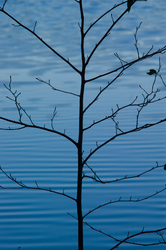 Alder by the Lake - Cortes Island Alder Tree photo