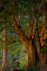 Arbutus Trunks at Mansosn Landing - Cortes Island Arbutus Tree photo