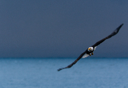 Bald Eagle in Flight - Cortes Island Bald Eagle photo