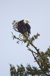 Preening Eagle - Cortes Island Bald Eagle photo