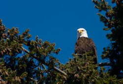Haliaeetus leucocephalus Portrait - Cortes Island Bald Eagle photo
