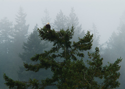 Bald Eagle - Cortes Island Bald Eagle photo
