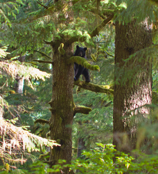 Black Bear in Tree - Bond Sound Bear photo