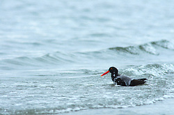 Bathing Oystercatcher - Cortes Island bird bathing photo