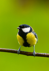 Parus Major - Aillevillers  photo