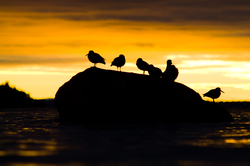 Oystercatcher Silhouettes - Cortes Island  photo
