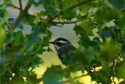 Kinglet -   photo