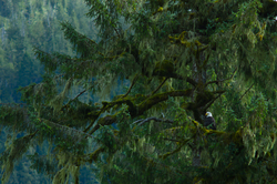 Bald Eagle at Bond Sound - Bond Sound Blald Eagle photo