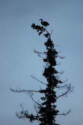 Perch  - Cortes Island Blue Heron photo