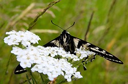 Eastern Tiger Swallowtail - Cortes Island Butterfly photo