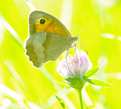 Butterfly on a Clover No. 2 -  Butterfly photo