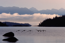 Canada Geese at Sunrise  - Desolation Sound Canada Goose photo