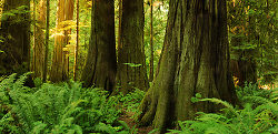 Giant Red Ceders at Cathedral Grove ~ Forest Photo from Cathedral Grove Canada.
