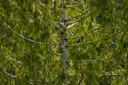 Red Cedar - Cortes Island Cedar Tree photo