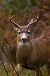 Buck in the Brambles - Deer photo from  Cortes Island BC, Canada