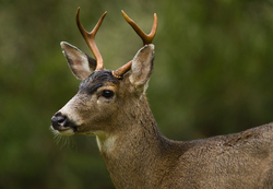 Odocoileus Hemionus Columbianus ~ Deer Photo from Cortes Island Canada.