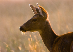 Black-tailed Doe ~ Deer Photo from Cortes Island Canada.
