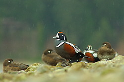 Harlequin's in the Rain ~ Duck Photo from Cortes Island Canada.
