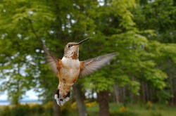 Rufus Hummingbird In the Forest ~ Hummingbird Photo from Cortes Island Canada.