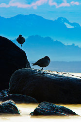 Pluvialis Squatarola - Plover photo from Smelt Bay Cortes Island BC, Canada