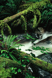 Rainforest #37 - Rainforest photo from  Cortes Island BC, Canada