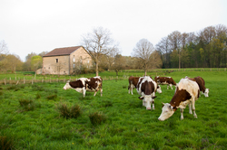 Our Neighbors - Aillevillers Cow photo
