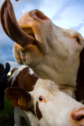 Tongue - Aillevillers Cow photo
