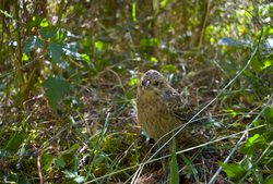 Molothrus ater - Cortes Island Cowbird photo