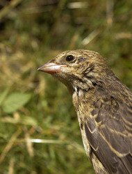 Brown Headed Cowbird - Cortes Island Cowbird photo