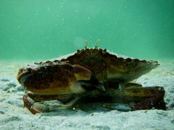 Crab - Cortes Island Crab photo
