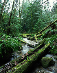 Rain Forest - Cortes Island Creek photo