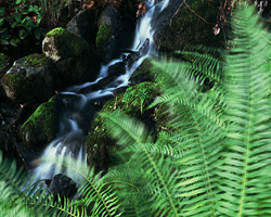 Stream - Cortes Island Creek photo
