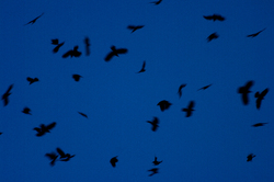 Crows Cavorting - Discovery Passage Crow photo