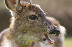 Smiling Blacktail Deer - Cortes Island Deer photo