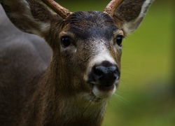 Blacktail Deer - Cortes Island Deer photo