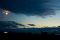 Blacktail Deer - Cortes Island Deer photo