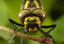 Dragon Eyes - Aillevillers Dragonfly photo