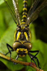 Cordulegaster boltonii - Aillevillers Dragonfly photo