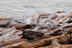 Beach Logs Battered by Swell - Cortes Island Driftwood photo